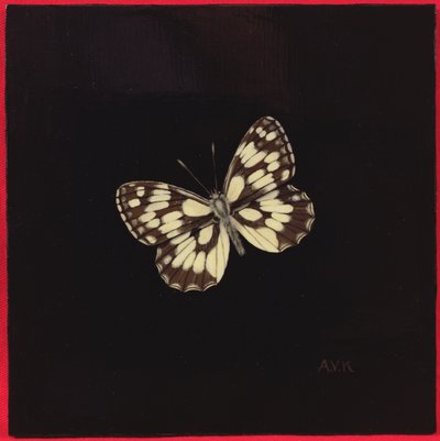 Marbled White Butterfly by Amelia Kleiser